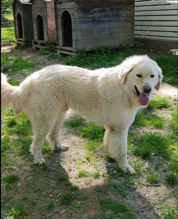 Arno, Pyrenäenberghund, lammfromm, unschuldig, Rüde, 4Jahre