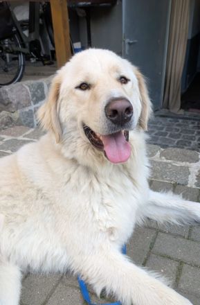 Arno, Pyrenäenberghund, lammfromm, unschuldig, Rüde, 4Jahre