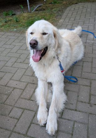 Arno, Pyrenäenberghund, lammfromm, unschuldig, Rüde, 4Jahre