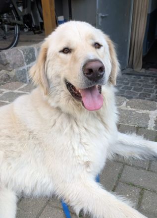 Arno, Pyrenäenberghund, lammfromm, unschuldig, Rüde, 4Jahre