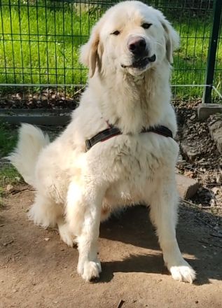 Arno, Pyrenäenberghund, lammfromm, unschuldig, Rüde, 4Jahre