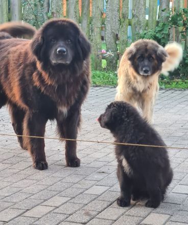 Neufundländer Leonberger Welpen
