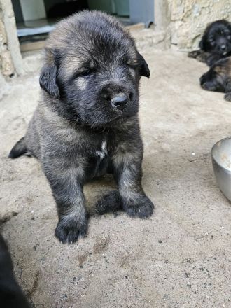 Neufundländer Leonberger Welpen