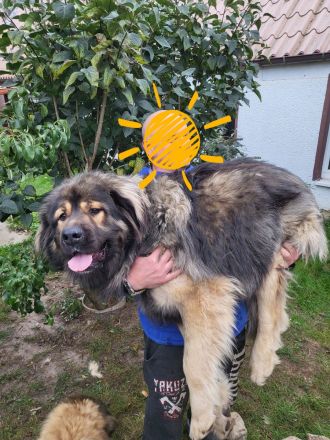 Neufundländer Leonberger Welpen