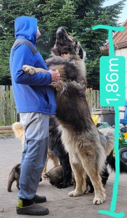 Neufundländer Leonberger Welpen