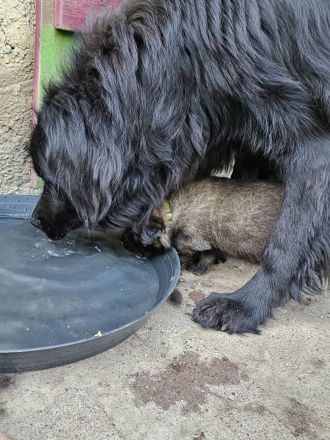 Neufundländer Leonberger Welpen