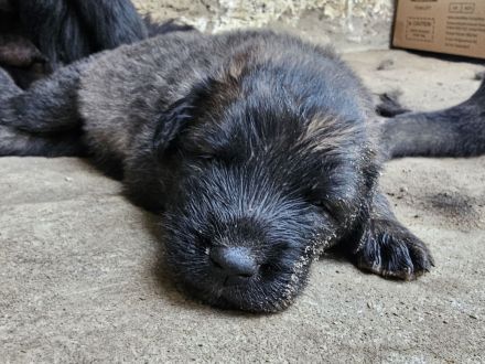 Neufundländer Leonberger Welpen