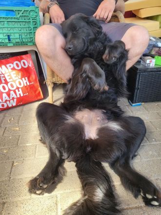 Neufundländer Leonberger Welpen