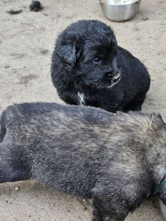 Neufundländer Leonberger Welpen