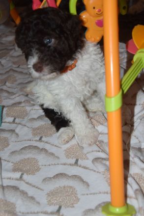 Lagotto Romagnolo Welpen