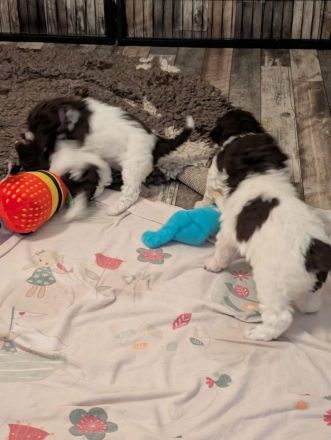 Lagotto Romagnolo Welpen