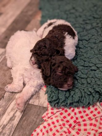 Lagotto Romagnolo Welpen