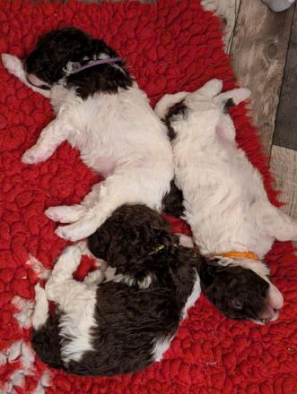 Lagotto Romagnolo Welpen