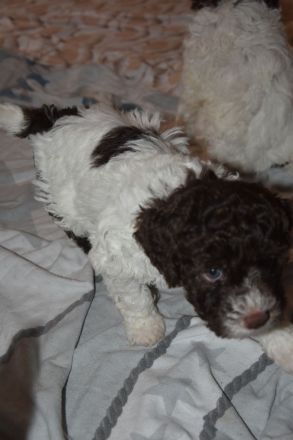Lagotto Romagnolo Welpen