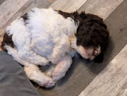 Lagotto Romagnolo Welpen