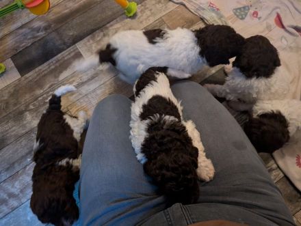 Lagotto Romagnolo Welpen