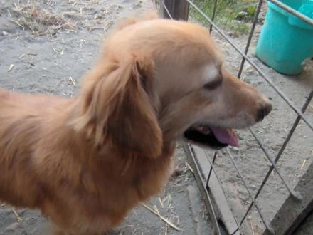 Subi - ist ne fröhliche Type - ist auf Pflegestelle in Nettetal