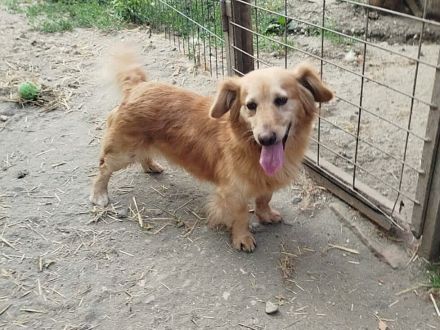 Subi - ist ne fröhliche Type - ist auf Pflegestelle in Nettetal