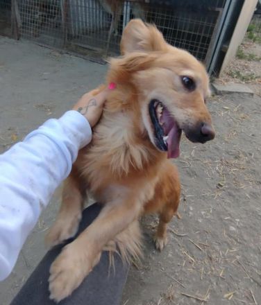 Subi - ist ne fröhliche Type - ist auf Pflegestelle in Nettetal