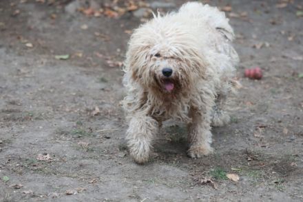 Lili -  ist eine Flitzefluse die noch ddie Welt erobern muss