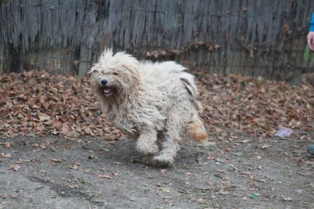 Lili -  ist eine Flitzefluse die noch ddie Welt erobern muss