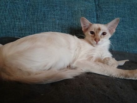Zuchtkater Balinese