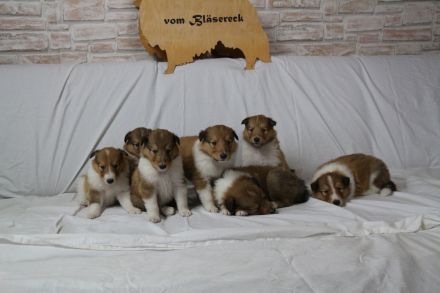 Collie Welpen