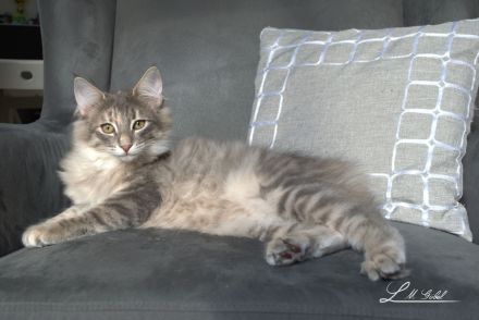 Kitten Norwegische Waldkatzen