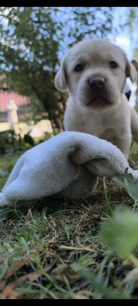 Labrador Welpen reinrassig