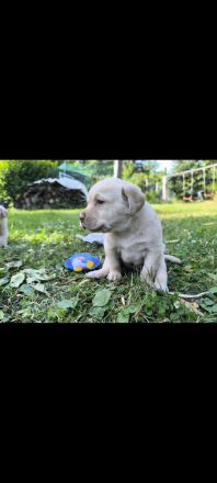 Labrador Welpen reinrassig