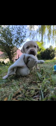 Labrador Welpen reinrassig
