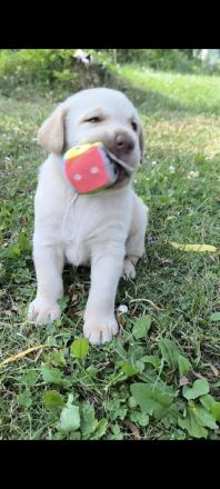 Labrador Welpen reinrassig