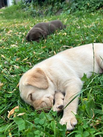 Labrador Welpen reinrassig