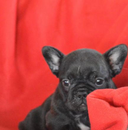 Christmas Dragons Kennel