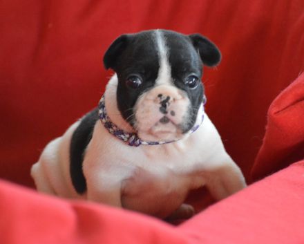 Christmas Dragons Kennel