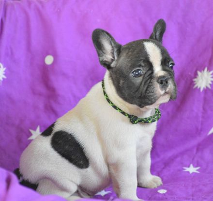 Christmas Dragons Kennel