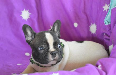 Christmas Dragons Kennel