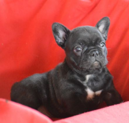 Christmas Dragons Kennel