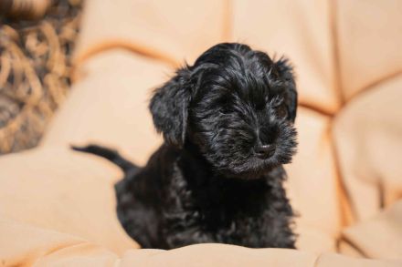 Kvarco Manija präsentiert schwarze Zwergschnauzer