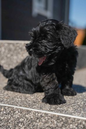 Kvarco Manija präsentiert schwarze Zwergschnauzer