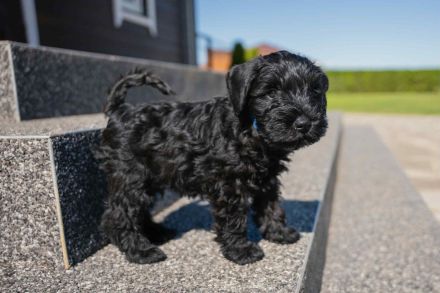 Kvarco Manija präsentiert schwarze Zwergschnauzer