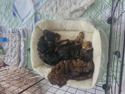 Yorkiepoo Welpe /Weiblich