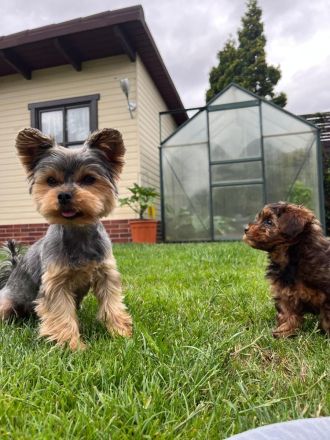 Yorkiepoo Welpe /Weiblich
