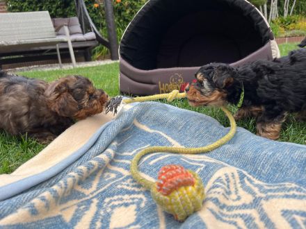 Yorkiepoo Welpe /Weiblich