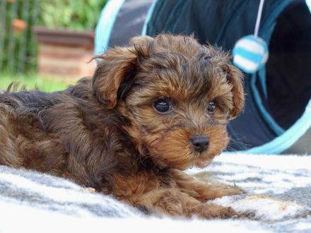 Yorkiepoo Welpe /Weiblich