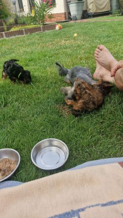 Yorkiepoo Welpe /Weiblich