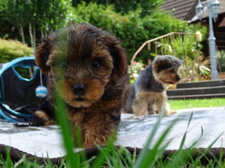 Yorkiepoo Welpe /Weiblich
