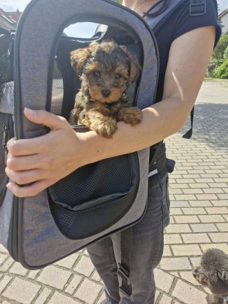 Yorkiepoo Welpe /Weiblich