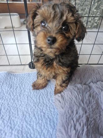 Yorkiepoo Welpe /Weiblich