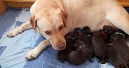 *Schokobraune Labrador Retriever Welpen mit Ahnentafel*